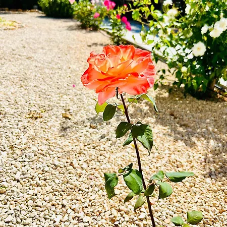 ヴィラ Casa Helena