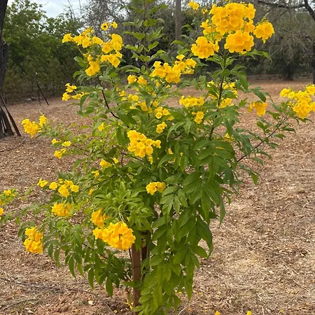 Casa Helena ヴィラ *